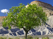 Apple Tree with Green Apples in country setting