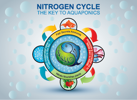 Graphic illustrating the Nitgrogen Cycle - Education
